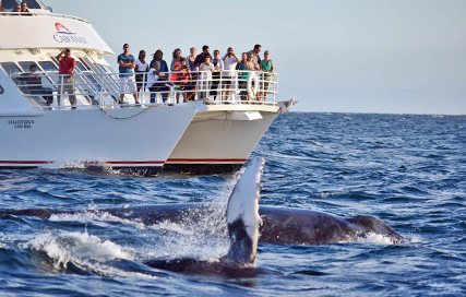 Cabo Mar Sunset Cruise in Cabo San Lucas