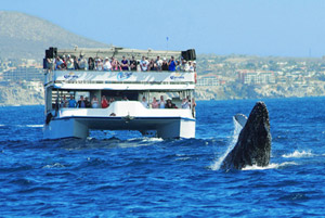 Cabo Escape Cruise Cabo San Lucas Mexico Whale Watching