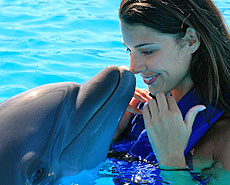 Swimming with dolphins tour