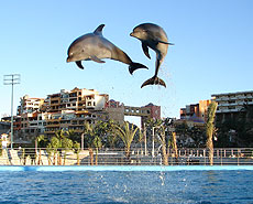 Pacific Bottlenosedolphins