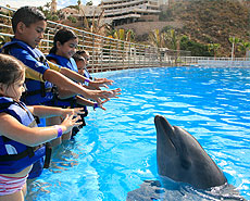 Dolphin greeting in Cabo San Lucas