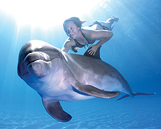 Underwater dolphin swimming