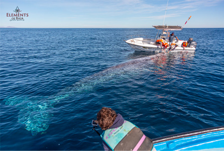 Private Eco Tours in Los Cabos Elements of Baja