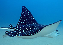 Manta <br>
Diving in Los Cabos Mexico