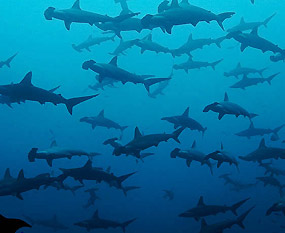 Sharks diving in the Sea of Cortez