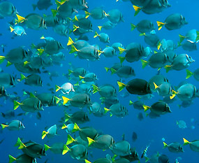 Diving Tours in Los Cabos Mexico