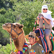 Wild Canyon Los Cabos Camel Tour
