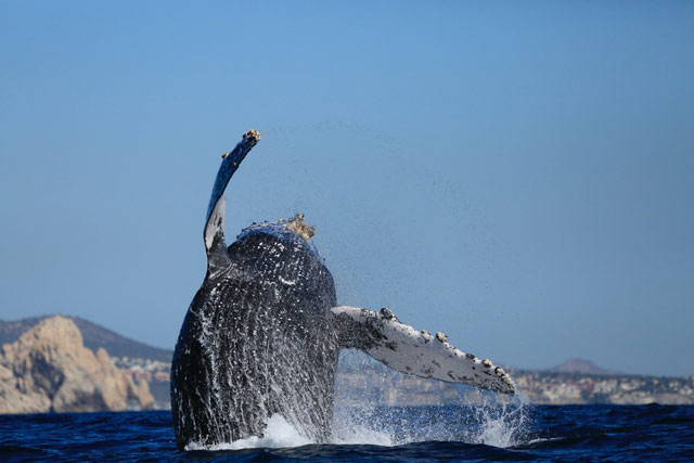 Whale watching in Los Cabos Mexico