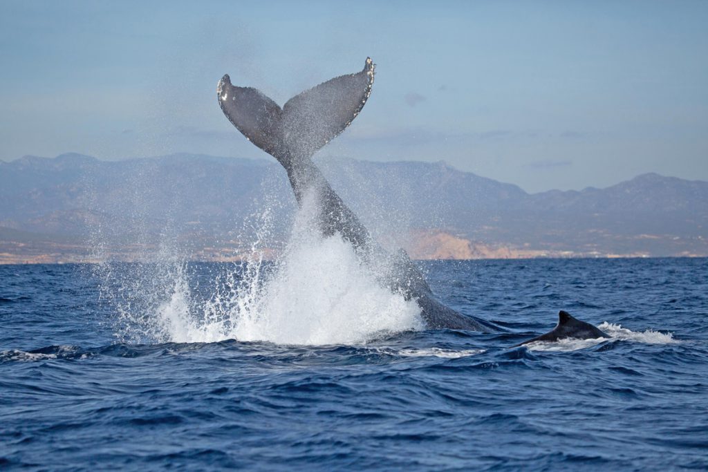 Whale Watching Tours in Cabo San Lucas Mexico