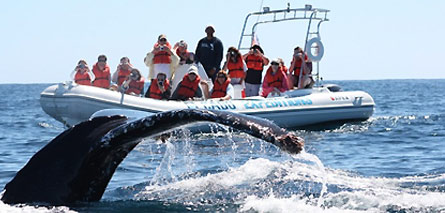 Cabo Expeditions whale watching in Cabo San Lucas Mexico