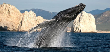 Cabo Expeditions whale watching in Cabo San Lucas