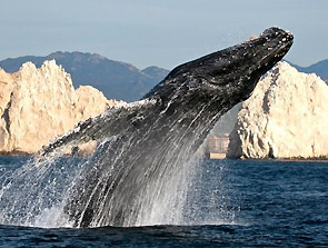 whale watching Los Cabos Mexico Baja California