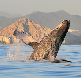whale watching Cabo San Lucas