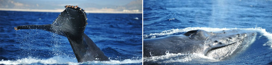 whale watching in Los Cabos Mexico