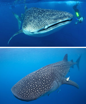 cabo adventures whale sharks