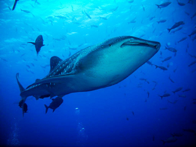 whale shark in Mexico