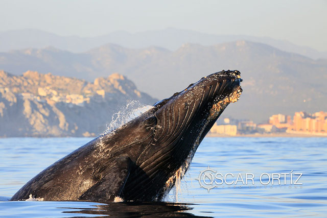 Whale watching in Los Cabos Mexico