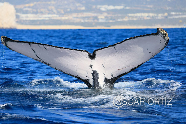 Whale watching in Los Cabos Mexico