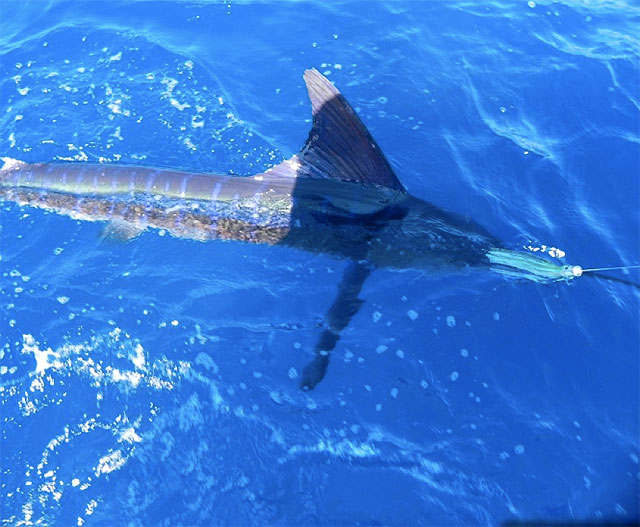 Catching striped marlin in Cabo San Lucas, Mexico