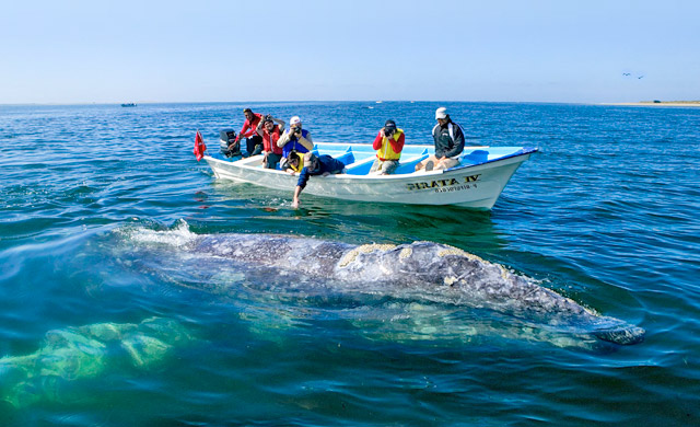 Whale Watching in the Sea of Cortez, Mexico