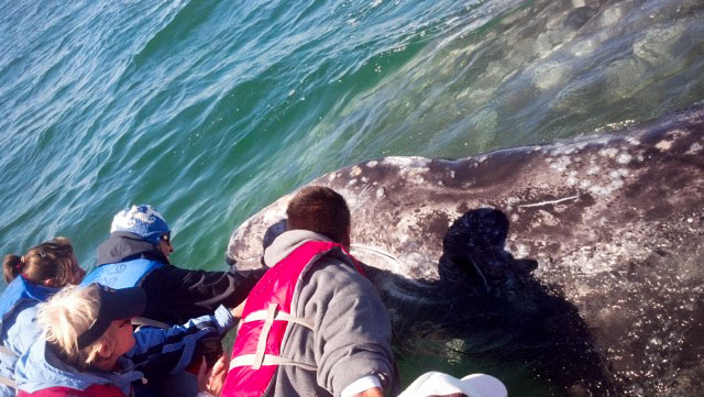 Baby gray whales in Baja