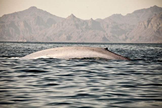 Blue Whale in the Sea of Cortez, Baja California Sur Mexico