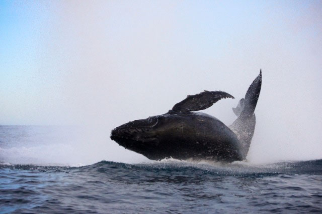 Humpback whale in Los Cabos, Mexico