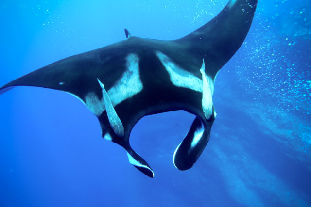 A Giant Manta in the Sea of Cortez