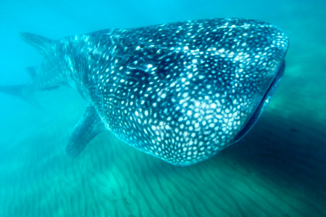A Whale shark in Baja California