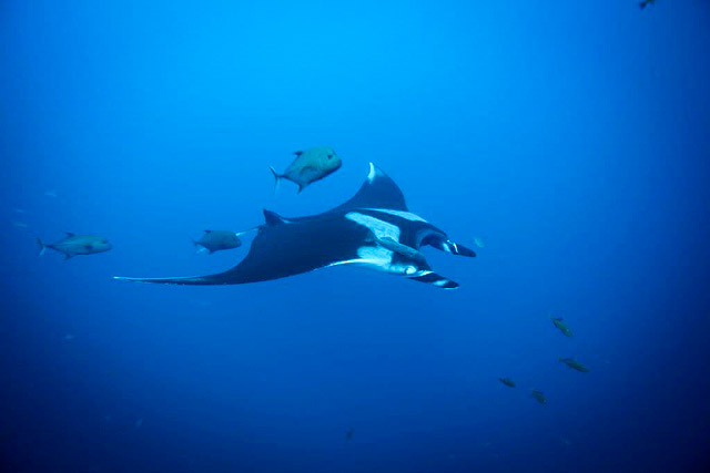 Manta Ray diving in the Revillagigedo Islands in the Pacific Ocean of Mexico