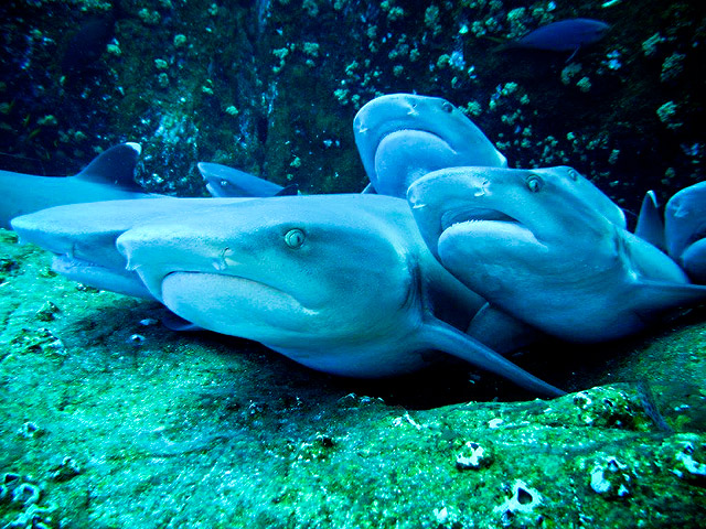 Diving the Socorro Islands of Baja California Sur Mexico