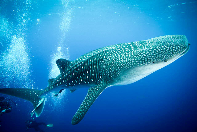 Whale Shark swimming in the Revillagigedo Islands in the Pacific Ocean of Mexico