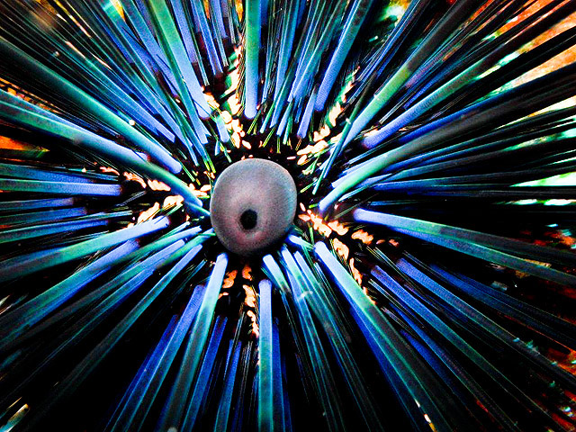 Urchin diving the Revillagigedo Islands in the Pacific Ocean of Mexico