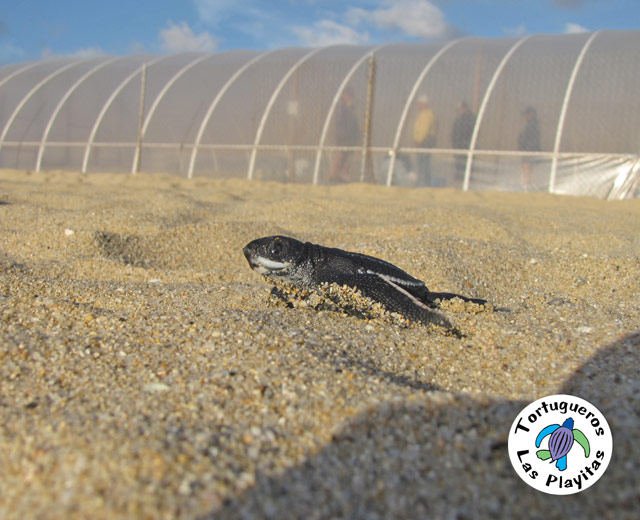 Sea Turtle Conservation in Los Cabos, Mexico