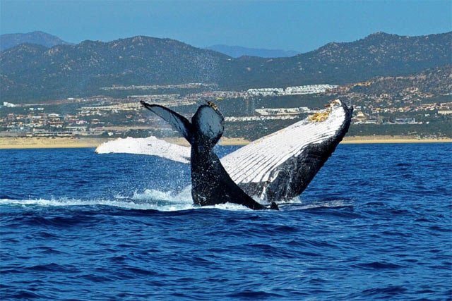 Whale Watching in Cabo