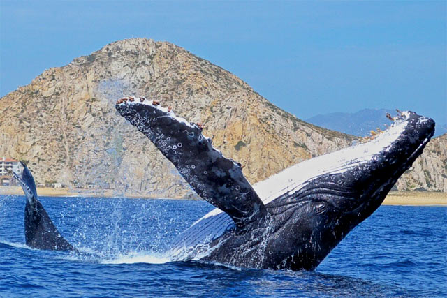 Whale Watching in Baja Mexico