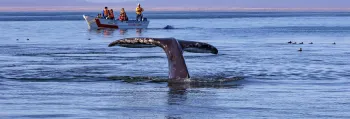 whale watching banner