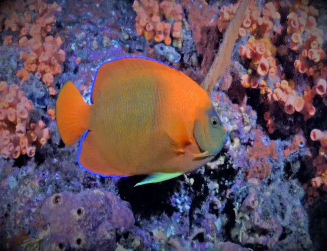 Diving in Cabo San Lucas