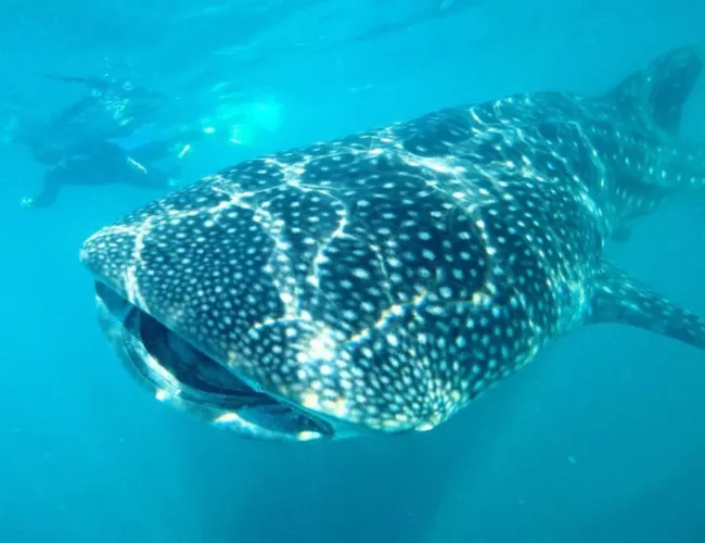 Whale Sharks