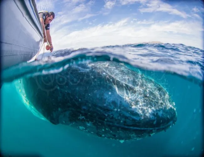 whale 