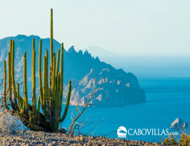 Sea of Cortez