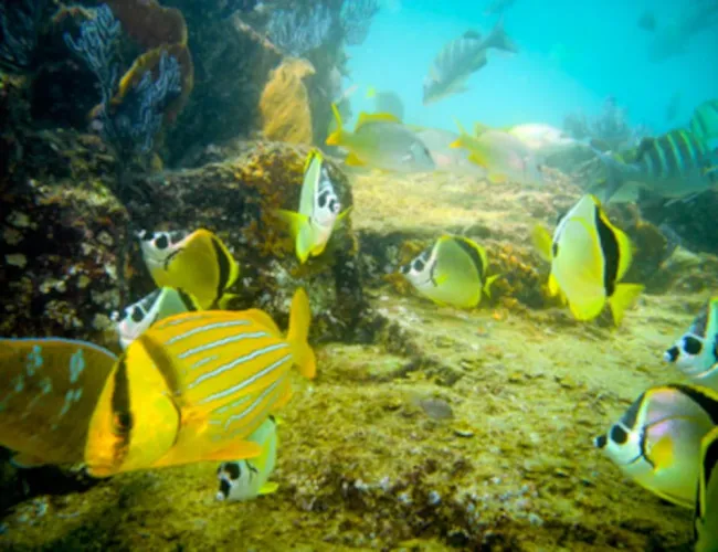 Coral reefs