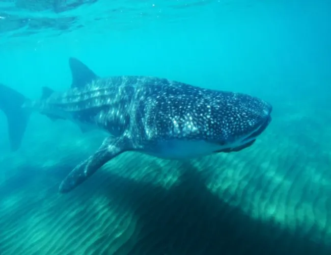 shark