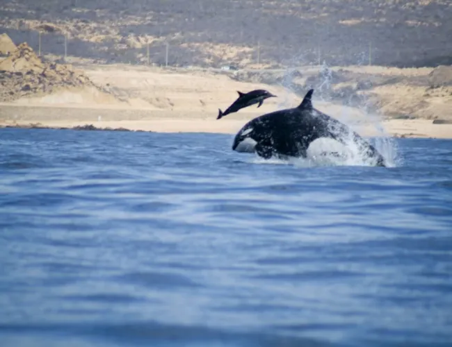 An orca (killer whale) 