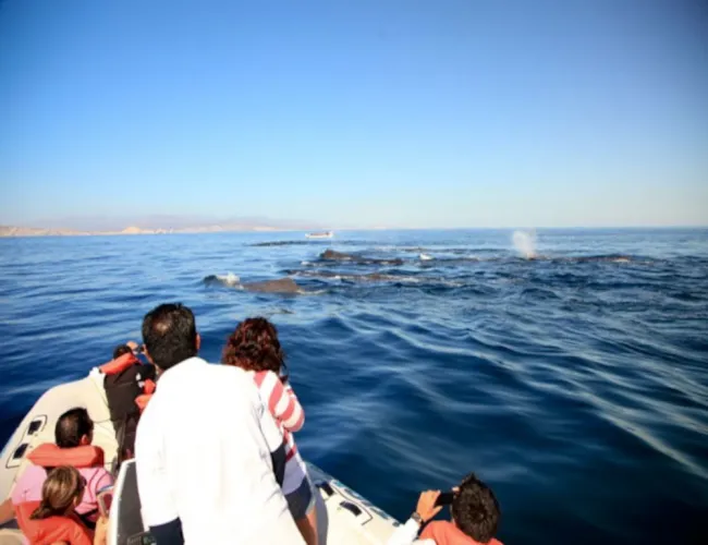 marine whales