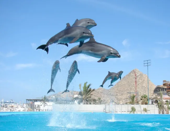 Fun at Cabo Dolphins
