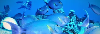 Diving