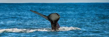Whale Watching
