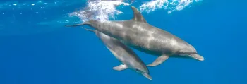 Dolphin Tours