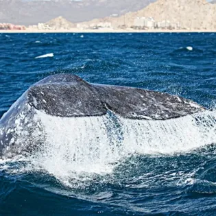 1 cabo exp sea